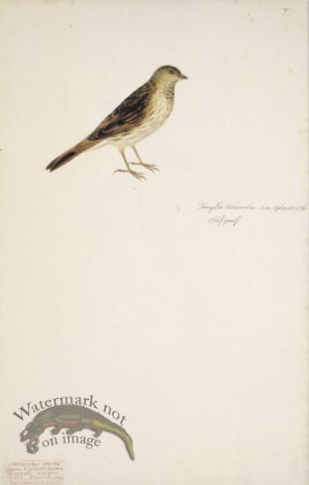 77 Swedish Birds . Fringilla Schoeniclus, Reed Bunting